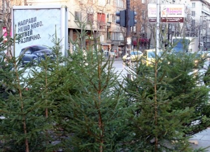 На Коледа освен без трапеза не може и без елха